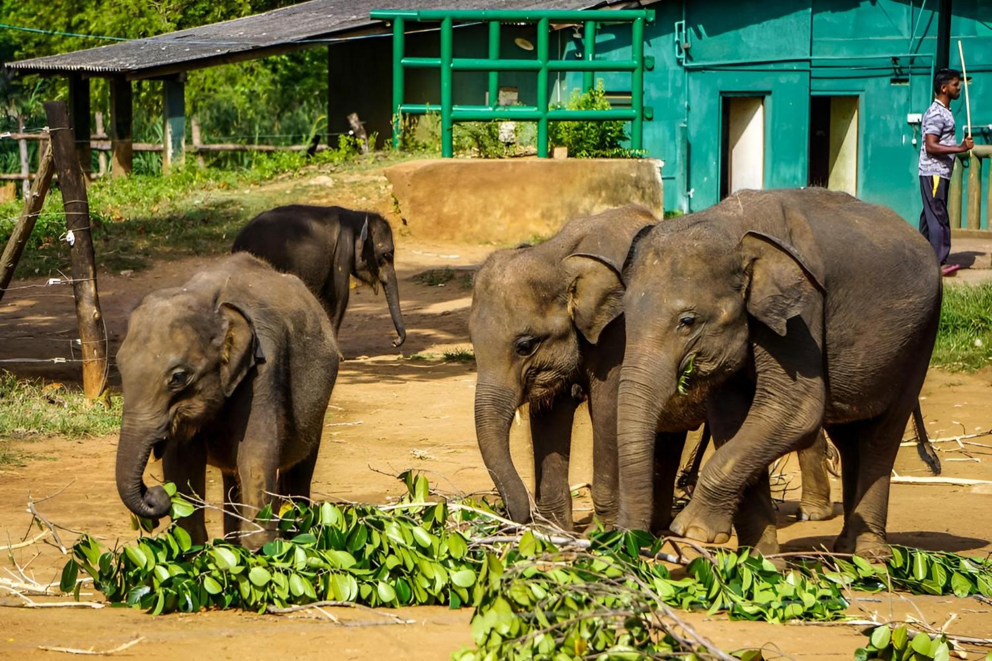 Little Ele Safari Lodge Удавалаве Екстер'єр фото
