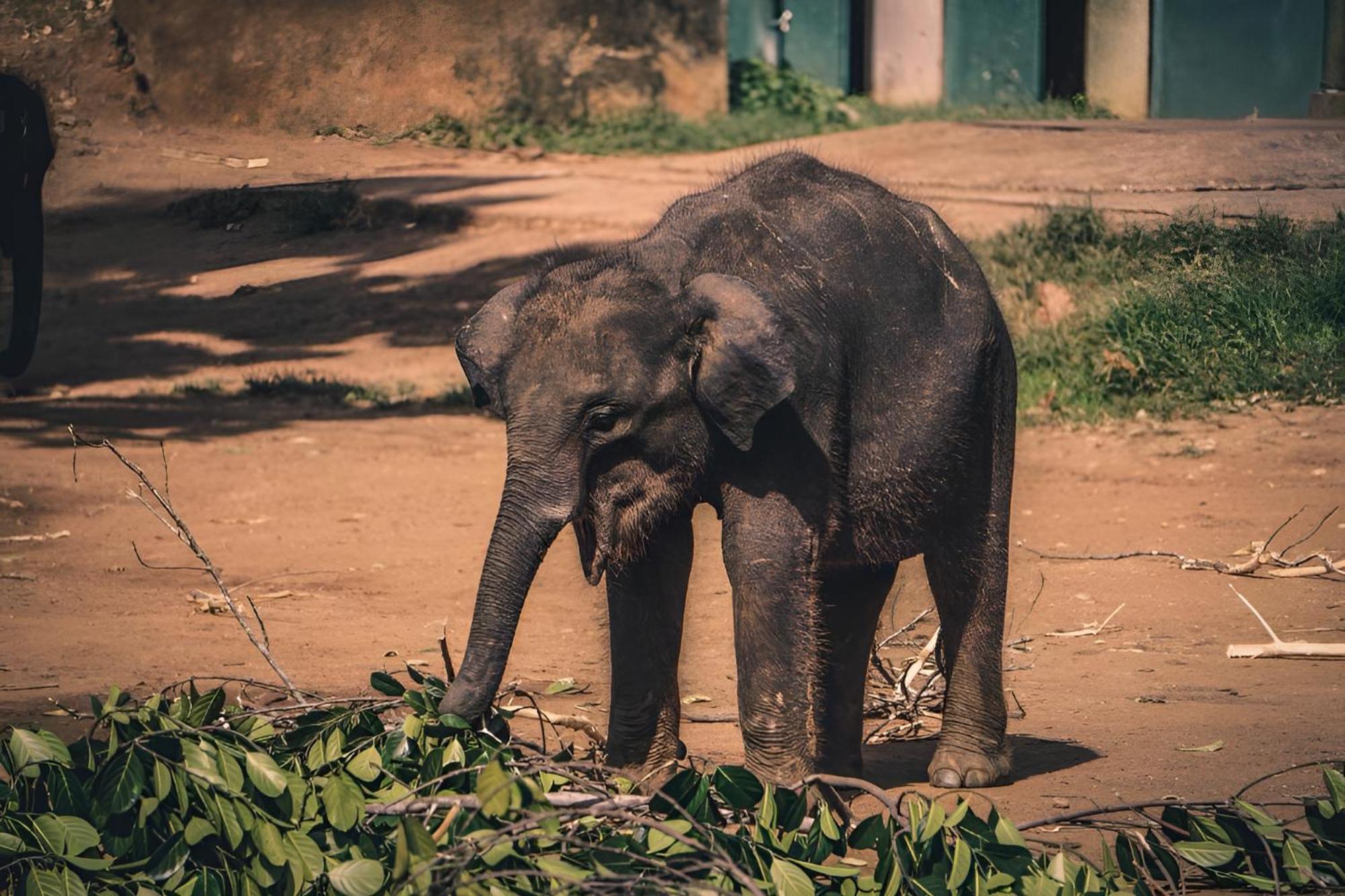 Little Ele Safari Lodge Удавалаве Екстер'єр фото